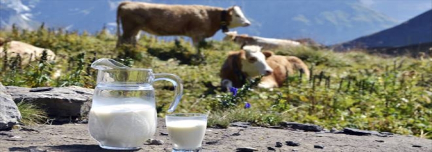 İnek sütü üretiminde azalma
