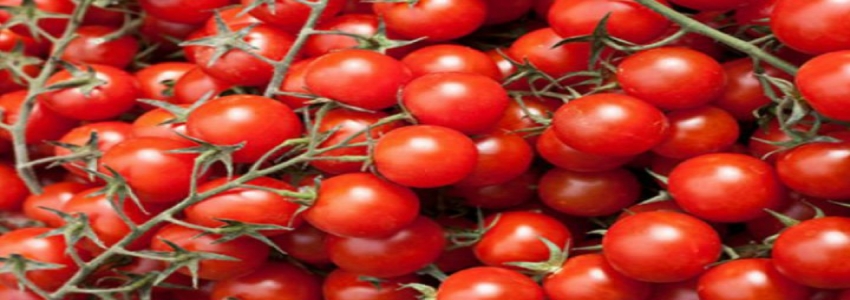 Rusya'dan domates ithalatına yeşil ışık
