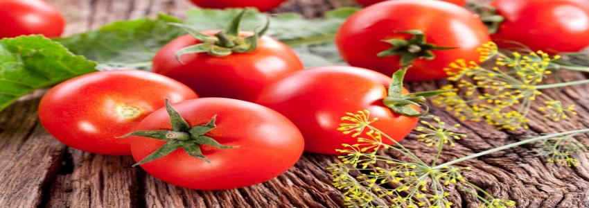 Rusya'nın domates ithalatı başlıyor