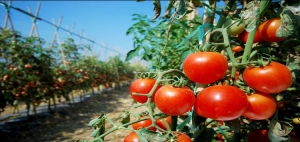 Kasım ayında en fazla domatesin fiyatı arttı