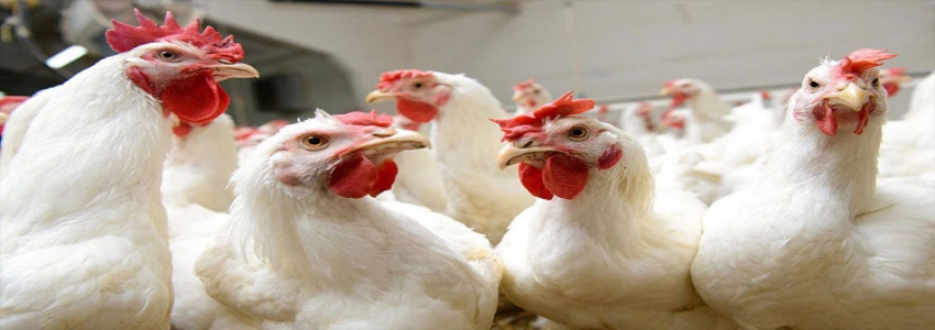 Etçi tavukların korunmasında AB kriteri