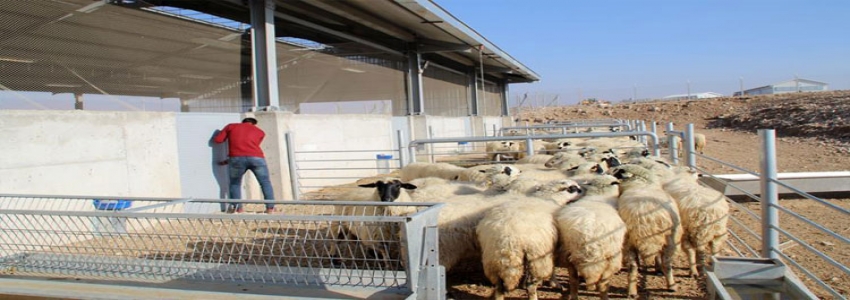 300 koyun projesi'nde başvuru süresi doluyor