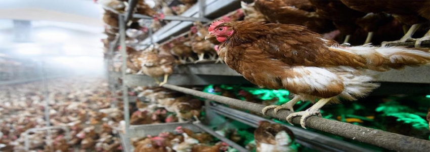 Canlı hayvan ihracatına en büyük katkı tavuk ve horozdan