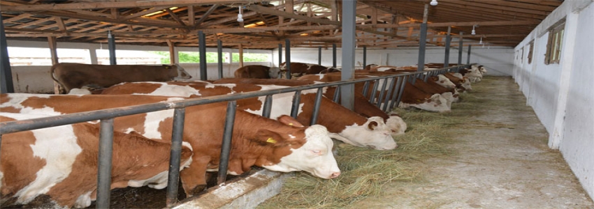 Et ve Süt Kurumu 60 bin sığır ithal edecek