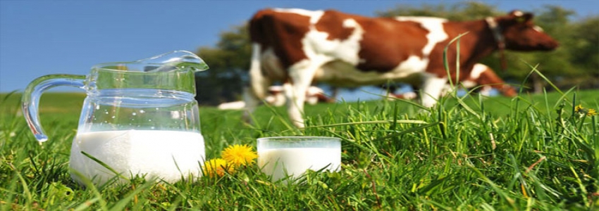 Toplanan inek sütü miktarı ocakta arttı