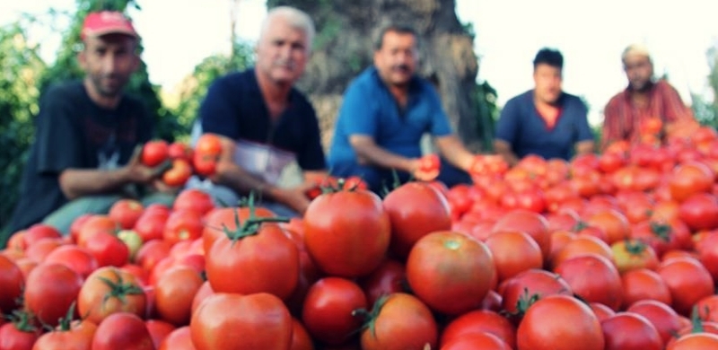 Ruslar Türk domatesine dönüş kararı aldı