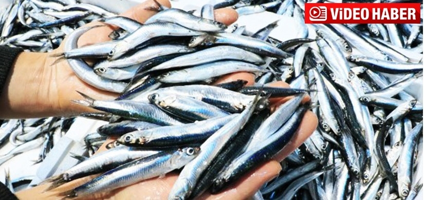 Balıkçılar Karadeniz'deki balık bolluğundan memnun
