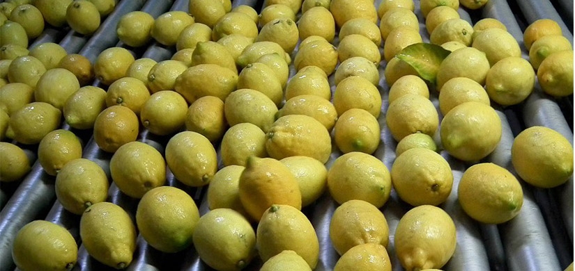 Dünyada limon tüketimi artınca Türk narenciyesi kıymete bindi