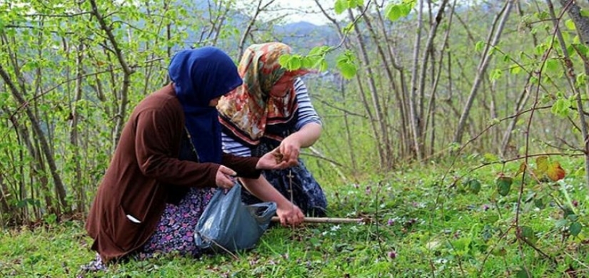 Orman köylülerine 2 milyar TL'lik destek sağlandı 