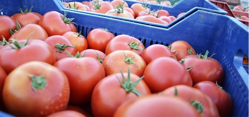 Rusya'ya domates ihracatı 14 kat arttı