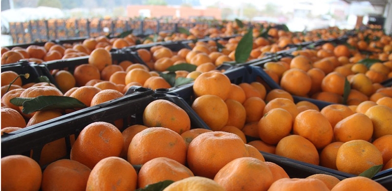Meyve ve sebzenin üreticiden tüketiciye gelene kadar takıldığı duraklar
