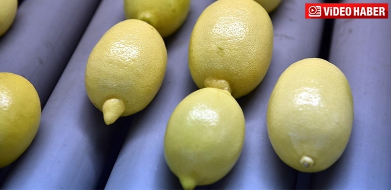 Rusya'ya bir ayda 10 milyon dolarlık limon ihracatı yaptık