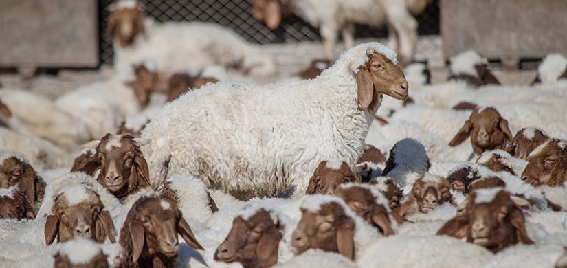 Anaç koyun keçi destek ödemeleri bugün başlıyor