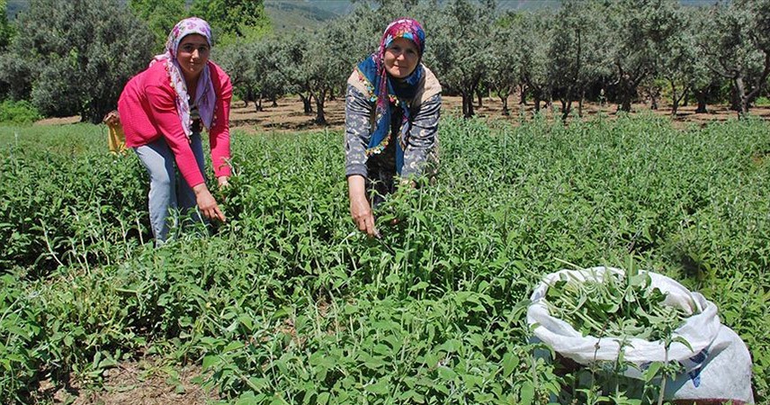 Devlet el attı, ada çayı toplayanlar ihracata başladı