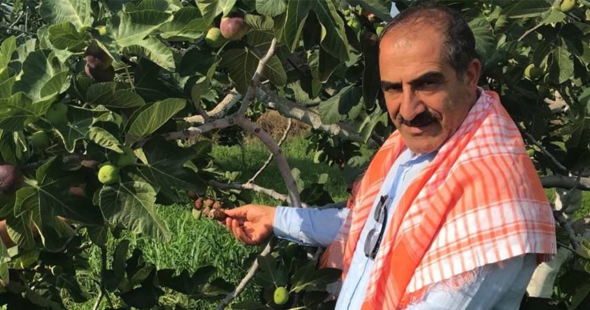 Ege'de siyah incir ihracata hazırlanıyor