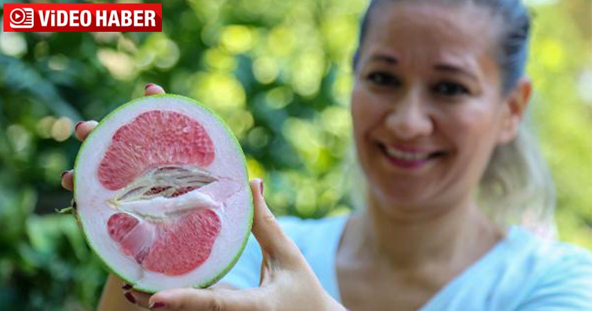 C vitamini deposu pomelo meyvesi çiftçinin ilgisini çekmeyi başardı