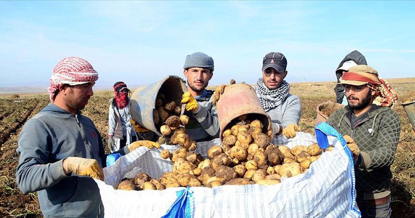 Bitlis, patatesten 260 milyon lira kazanıyor