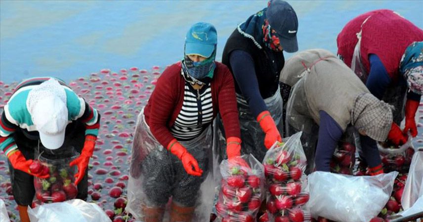 Turp üreticisinin yüzü bu yıl gülmedi