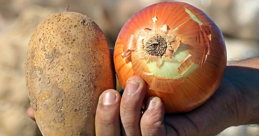 Patates ve kuru soğan ihracatına kısıtlama