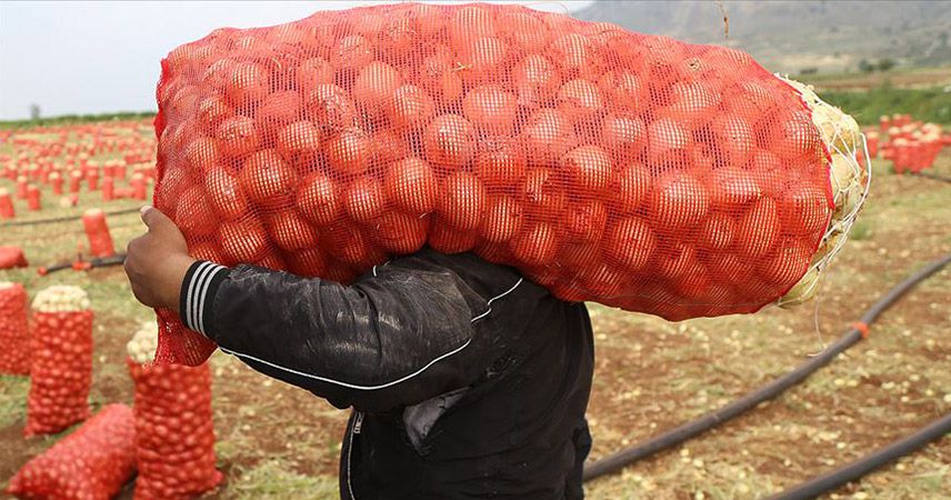 Tarım ve Orman Bakanlığı: Soğan-patates ihracatı yasak değil