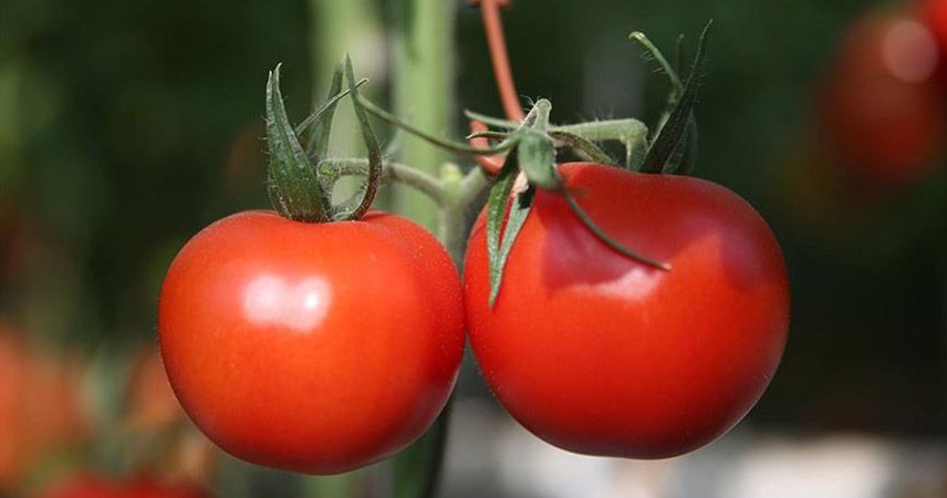Rusya'ya domates ihracatı yüzde 186 arttı