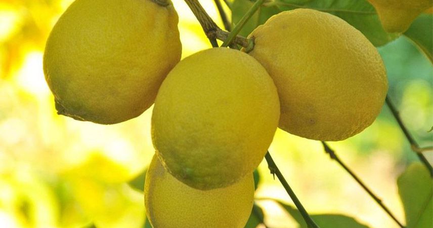 Limonda rekolte azaldı, fiyatlar yükseldi