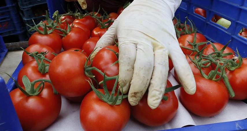 Rusya, Türkiye'den daha fazla domates alacak