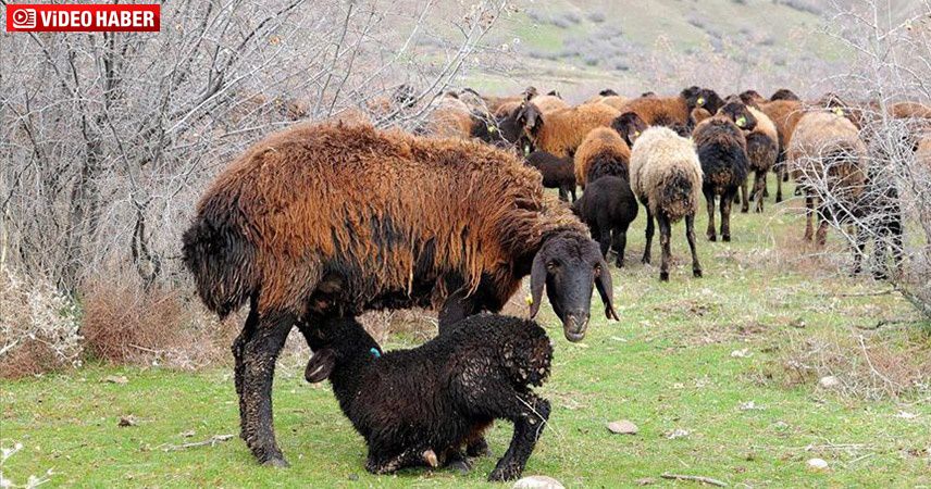 Süt kuzuların anneleriyle buluşma anı görülmeye değer