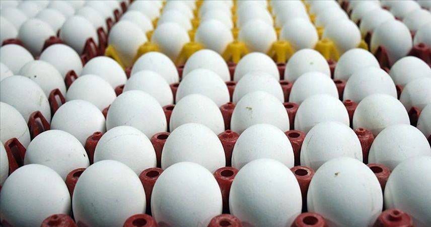 Yumurta üreticileri, ihracatı İran üzerinden planlıyor