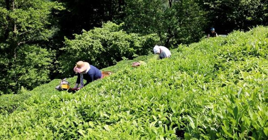 Çaykur, 203 bin ton yaş çay alımı yaptı