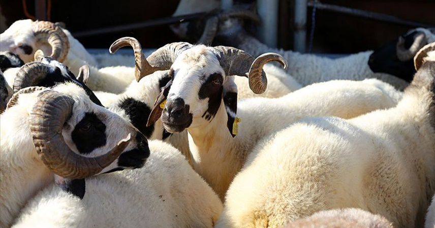 Vekalet yoluyla kurban kesim rakamları belli oldu