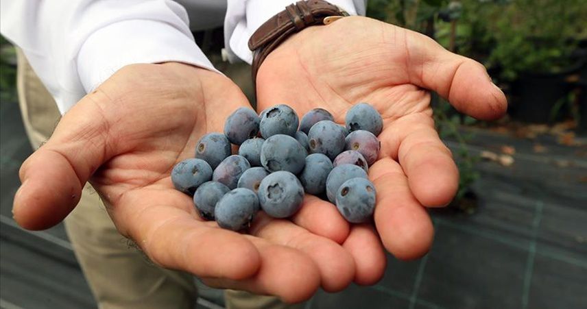 Doğu Karadeniz’in yeni mevyesi: Maviyemiş