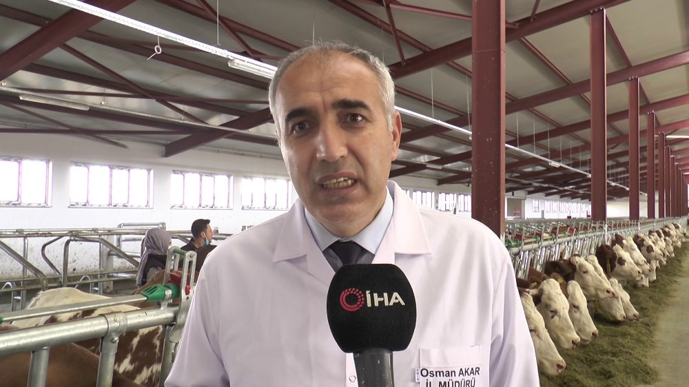 Şap aşısı çalışmalarına devam ediliyor