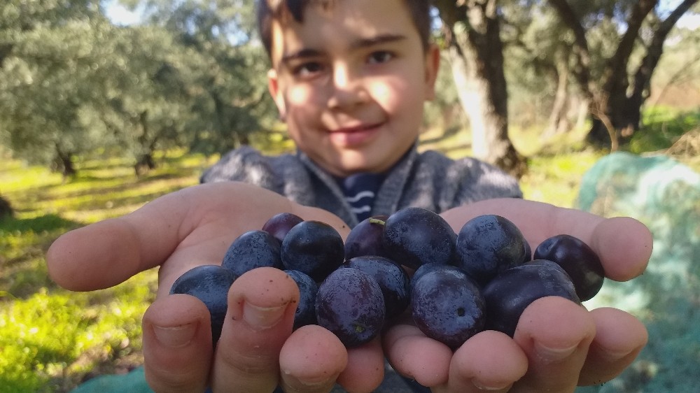 Dalından topladıkları zeytinin nasıl kurulacağını vatandaşlara öğretiyorlar