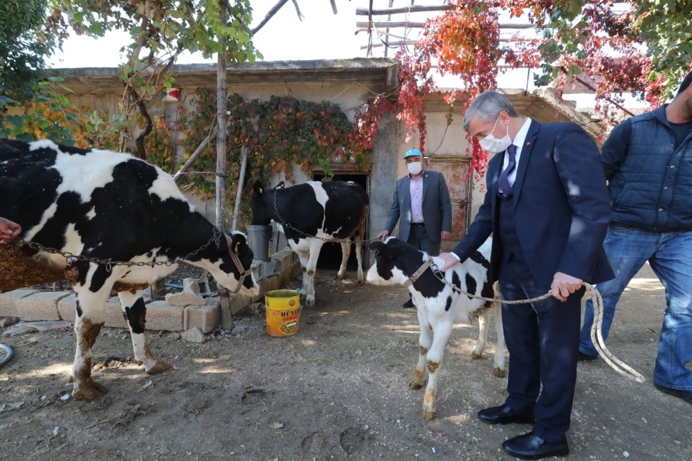 Şahinbey’de hayvan yetiştiricilerine destek sürecek