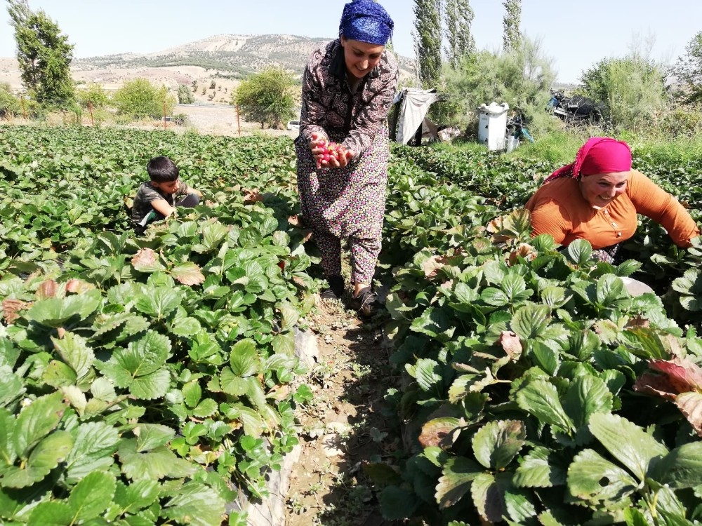 Sason’da yılın son çilek hasadı başladı