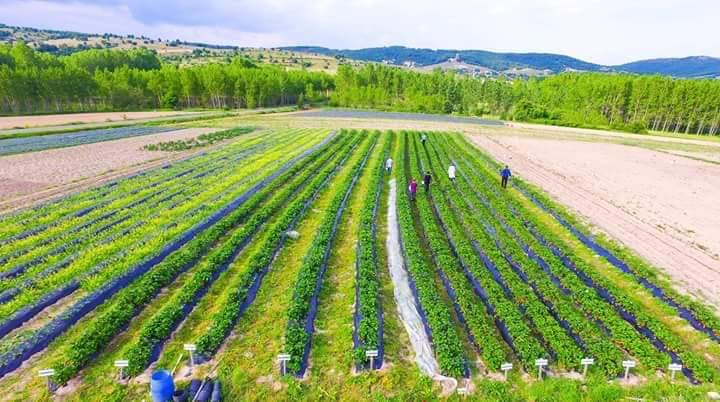 Kırklareli’de 114 bin dönüm sulanan alanda ülkeye 338 milyon lira kazandırıldı