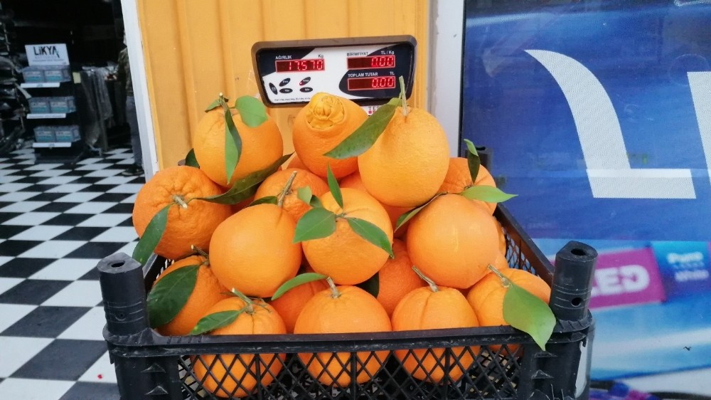 Manavgat’ta tanesi 1 kilogramı geçen portakallar görenleri şaşkına çeviriyor
