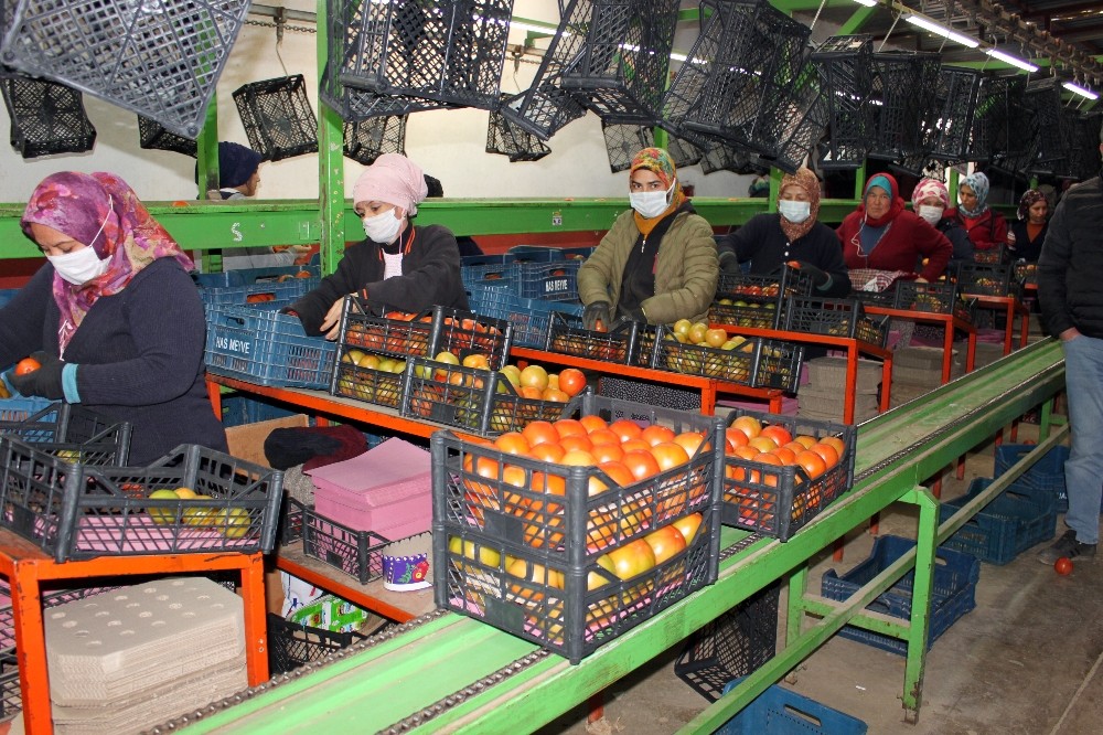 Rusya’nın kotayı arttırması domates piyasasını umutlandırdı
