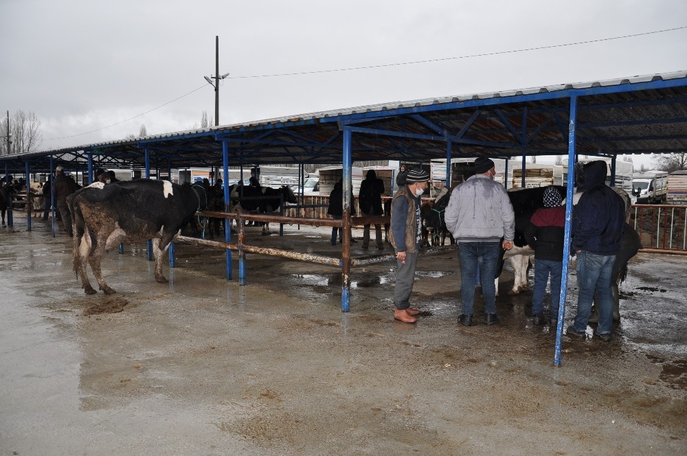 Simav’da canlı hayvan pazarı tekrar açıldı