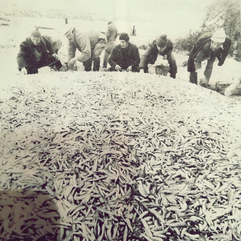 USKUMRU AKINI VATANDAŞIN YÜZÜNÜ GÜLDÜRDÜ  / 12 Aralık 1952 yılında çıkan bir habere göre, balık akını yüzleri güldürdü. Haber şöyle: “Son günlerde İstanbul gene bir balık akını yaşıyor. Şehrin dört bir tarafındaki balık pazarlarına tonlarca uskumru balığı geldi. Olağanüstü bolluğu nedeniyle kilosunun fiyatı 50 kuruşa kadar düşen uskumrudan komşumuz Yunan ve Bulgar balıkçı gemilerinin de külliyetli miktarda satın aldığı bildiriliyor.”