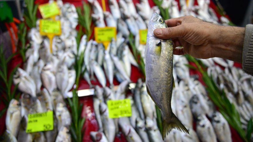 Türkiye’de kişi başı ortalama balık tüketimi, yüzde 8’lerden 6'lara kadar geriledi.  Türkiye’de irili ufaklı 17 bin balıkçı teknesi bulunuyor. Türkiye’de sezonun başladığı ilk gün 10 bin ton balık tüketildi. 7 bin tonunu hamsi oluşturdu. Türkiye’de günde 10 bin kasa balık, tezgahlarda satışa sunuluyor.