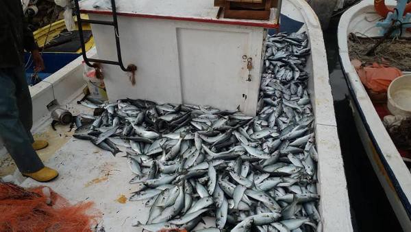 2016 / 2016 yılında Erciyes Üniversitesi tarafından yapılan bir çalışmada yayınlanan verilere göre ülkemizde kişi başına düşen ortalama balık tüketimi 6 kilogram. Ve bu rakam, dünya ortalamasının çok altında. Doğu Anadolu'da yılda ortalama 1,5-2 kilogram balık tüketiliyor. Doğu Karadeniz'de bu miktar 20-25 kilograma kadar yükseliyor.