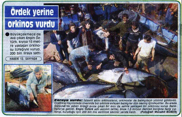 AVCI KIYIYA 15 METRE YAKLAŞAN ORKİNOSU TABANCASI İLE VURDU
25 Şubat 1986 Milliyet gazetesi 3’üncü sayfasında yer alan bir başka habere göre orkinos akını o kadar boldu ki avcı Engin Öztürk kıyıya yaklaşan balığı tabancası ile vurarak yakalamış ve bundan 200 bin lira para kazanmıştı.