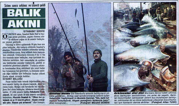 SİS BASTIRINCA ORKİNOSLAR KARAYA DOĞRU YÜZDÜ
08 Aralık 1986 tarihli Milliyet gazetesinde yer alan bir başka habere göre ise Marmara Denizi’nin sis kaplıyor ve sis orkinos sürüsünün kıyıya kadar sürüklüyor. Yakalanan tonlarca balık, hızlıca kıyıya çıkartılıp, bozulmamaları için buzla kaplanıyor. O kadar buz harcanıyor ki nerede ise buz bulmak karaborsaya düşüyor.