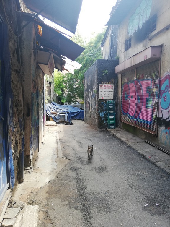 Sokağın pazar günü müdavimlerinden birileri de kedileri.