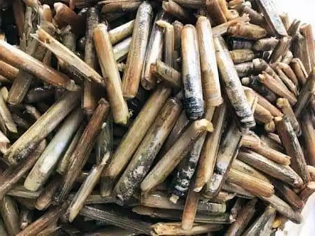 GÖRÜNTÜSÜ DEĞİŞİKTİR
Sülünezin görüntüsü de daha önce karşılaştığımız bir canlıya benzemez. Kabuğu küçük ve kısa silindirler gibidir. Yem olarak kullanılan canlı bu kabuğun içinde yumuşak, sarıya yakın beyaz renklidir.