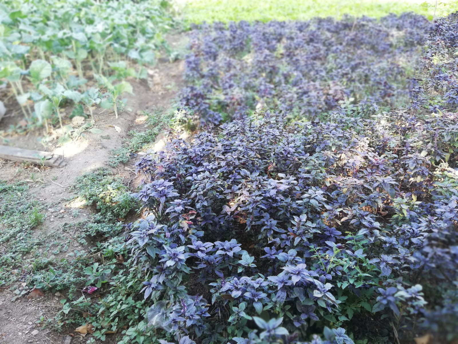 Burada da eskiden Langa Bostanları'nda olduğu gibi salatalıkta kullanılan malzemeler ekiliyor.