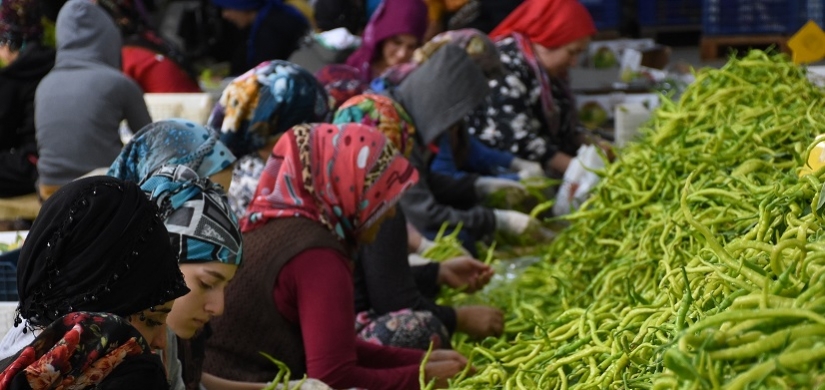 Yeşil biber deposu Yenişehir Ovası'nda ikinci hasat zamanı