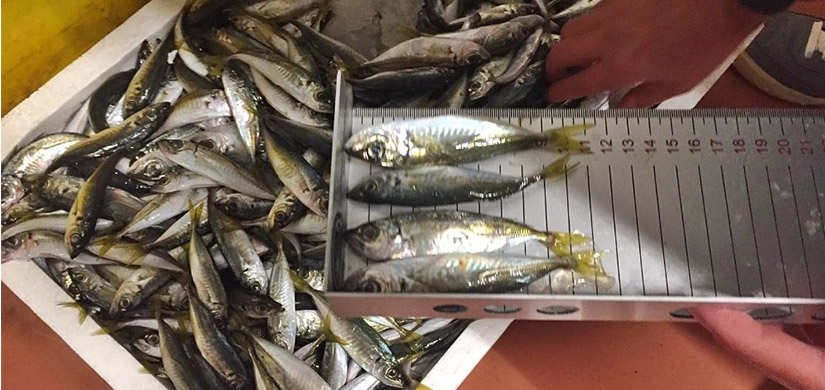 İstanbul'da “balık boyu” denetimi yapıldı